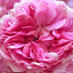 Rose Absolute Pink Supreme