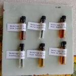 “Rosy Grail” - Set Di Campioni Di Rose 2025