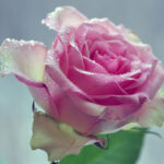 Phenylethyl Alcohol Natural Isolate