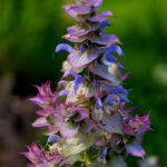 French Clary Sage Absolute