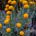 santolina-essential-oil