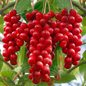 Schisandra Berries CO2 (TOTAL)