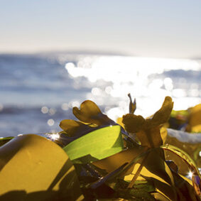 Seaweed Absolute