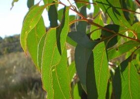 Strawberry Gum Essential Oil