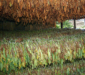 Tobacco Absolute - Burley