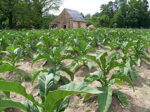 Tobacco Absolute - Virginia