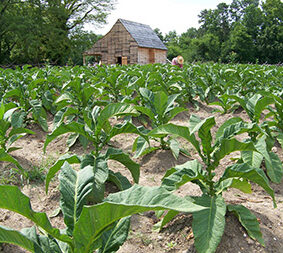Tobacco Absolute - Virginia