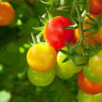 Tomato Leaf Absolute