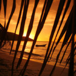 Venezuelan tonka bean absolute