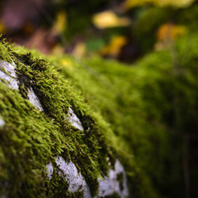 Tree Moss Absolute