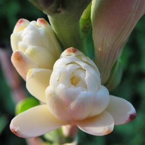 Tuberose Extrait from Enfleurage