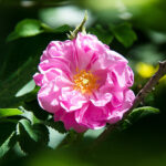 Turkish Rose Absolute