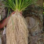 Vetiver Olio Essenziale (Invecchiato Nove Anni)