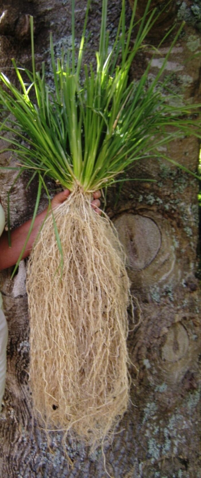Vetiver Olio Essenziale (Invecchiato Nove Anni) - immagine 1