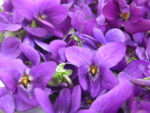 Violetta Fiore Estratto Da Enfleurage