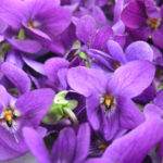 Violetta Fiore Estratto Da Enfleurage