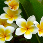 white frangipani absolute