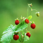 Fragolina Blend Naturale