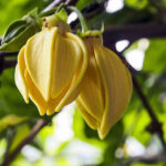 Ylang Ylang Absolute