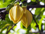 Ylang Ylang Extra Olio Essenziale - immagine 2