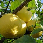 Cedro Olio Essenziale