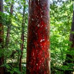 Hinoki Olio Essenziale (Giappone)