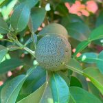 Yuzu Spremuto A Freddo Signature Gold Olio Essenziale