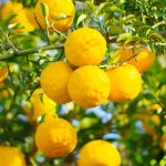 Yuzu Distillato Olio Essenziale