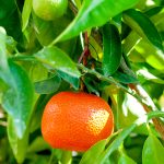 Clementina 5-Fold Super Concentrata Olio Essenziale