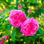 Rosa Galugah Olio Essenziale Signature Gold