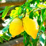 Limone 10-Fold Super Concentrato Olio Essenziale (Stagione 2025)