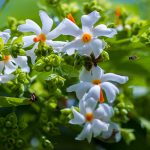 Nyctanthes arbor-tristis Estratto CO2 (Gelsomino Corallino)