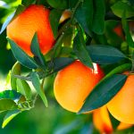 Arancia 10-Fold Olio Essenziale (Stagione 2025)