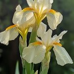 Iris Pallida Burro (20% Ironi)