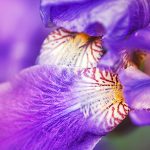 Iris Resinoide 50% 2019 (12% Ironi)