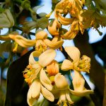 Fiore di Pomelo Olio Essenziale