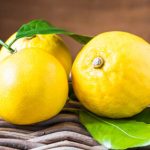 Bergamotto FCF Olio Essenziale (Stagione 2025) - immagine 2