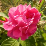 Rosa Gallica Assoluta