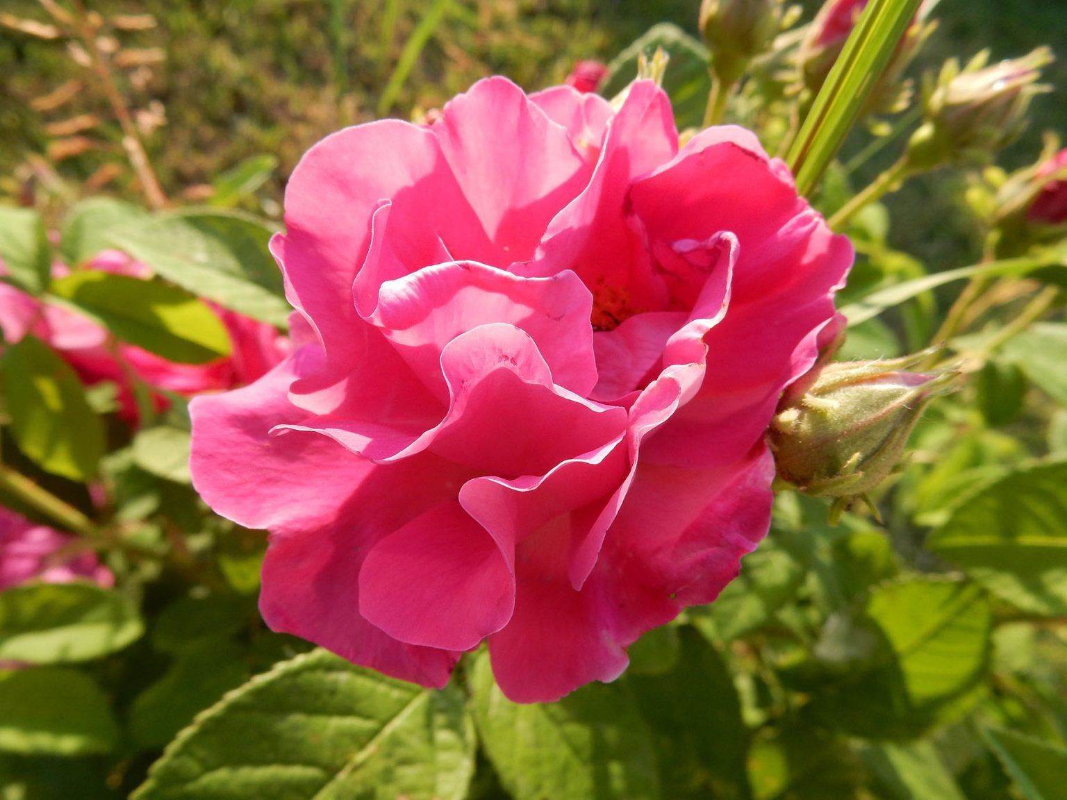 00467dc3-fd84-4988-9099-61cee7a673d2 Rosa Gallica Assoluta - immagine 1