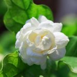 Jasmine Sambac Assoluta Signature Gold