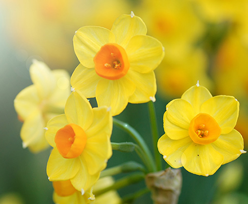 Jonquille-abs Narciso Assoluta - immagine 1