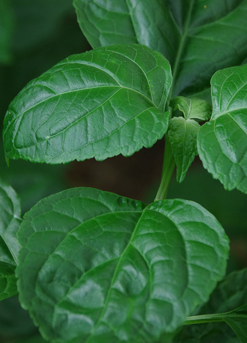 Patchouli Patchouli Verde Assoluta (Nuovo) - immagine 1