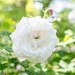 Rosa Bianca Olio Essenziale Organico (Stagione 2025)