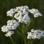 Achillea Co2 BIO (TOTALE)