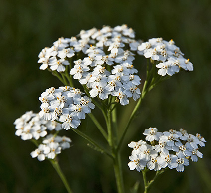 Yarrow-CO2 Achillea Co2 BIO (TOTALE) - immagine 1