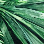 Vetiver Olio Essenziale Distillato Idrico Selvatico (KHUS)