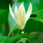 Magnolia Fiore Olio Essenziale