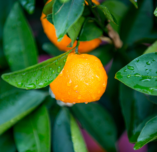 mandarin-yellow-essential-oil-organic Mandarino Giallo Olio Essenziale (Stagione 2026) - immagine 1