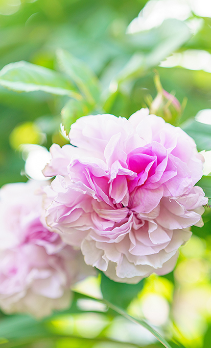 raduga-rose Rosa RADUGA Assoluta (Esclusiva) - immagine 1