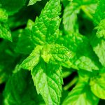 Menta Spicata Olio Essenziale Extra